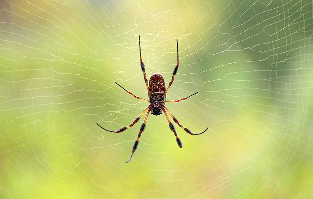 Spider bite could mean big trouble, Article