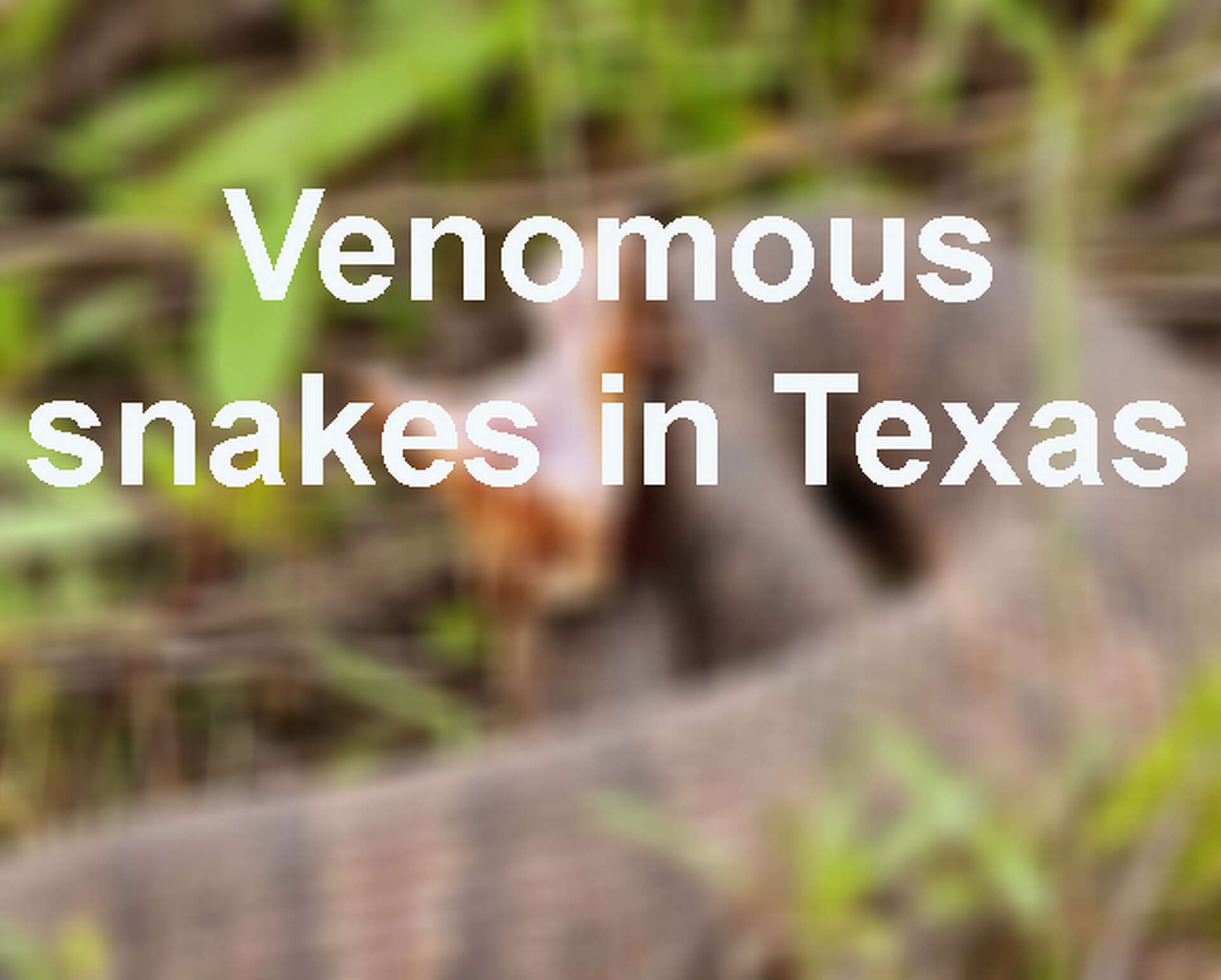 See the endangered, venomous and non-venomous snakes in Texas