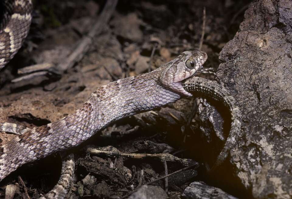 See the endangered, venomous and non-venomous snakes in Texas