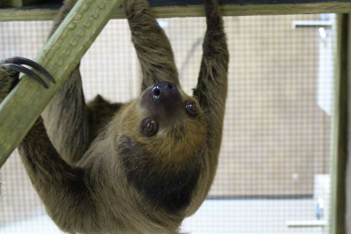 SeaQuest Trumbull features hundreds of species, including a sloth exhibit.