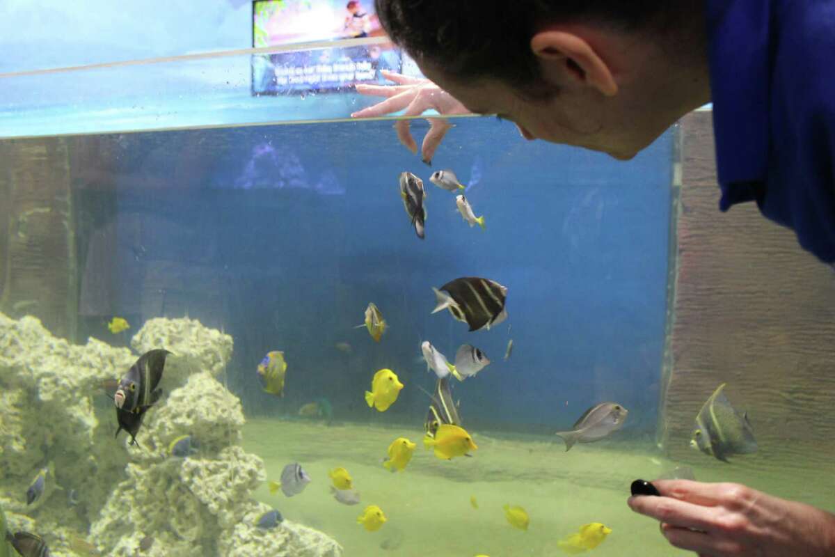 SeaQuest Interactive Aquarium opens in Trumbull