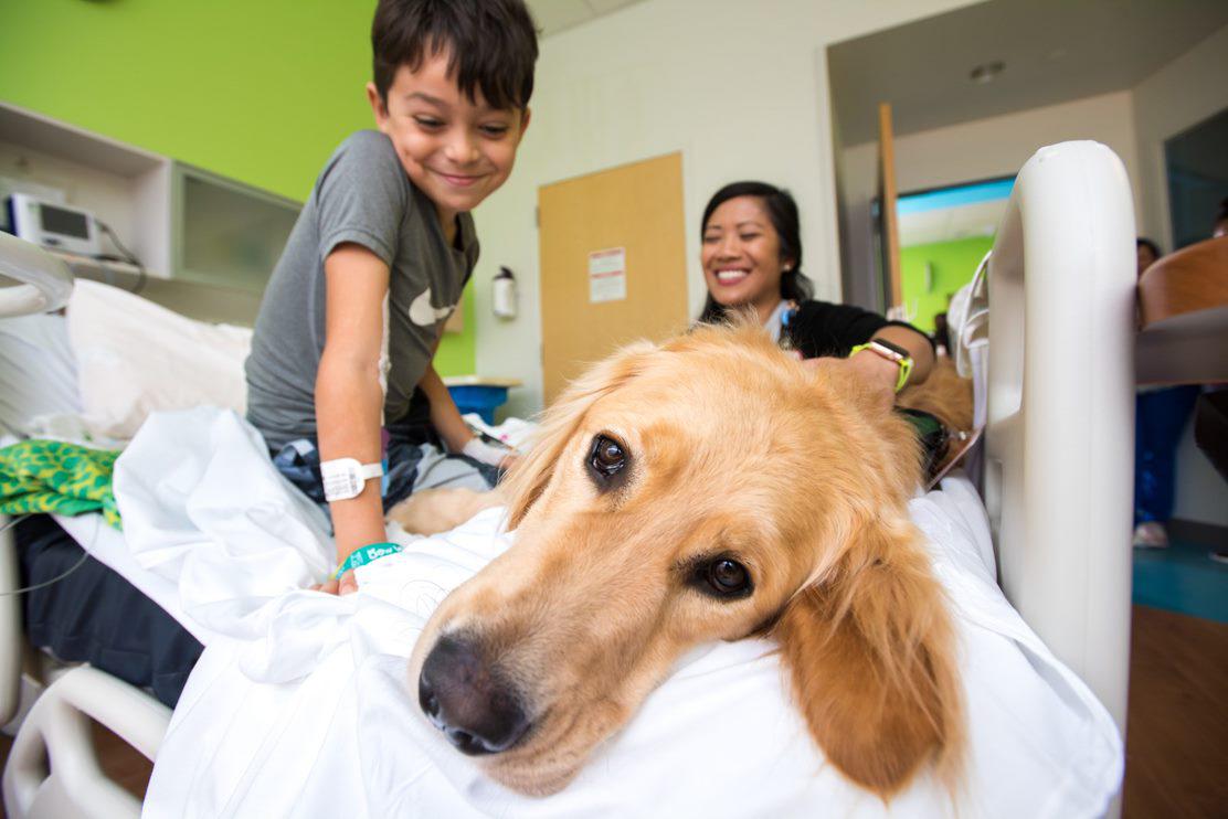 Texas Children’s The Woodlands Hospital prepares for 1st therapy dog