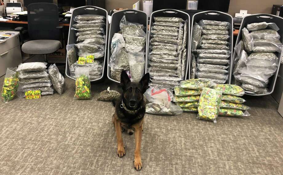 In total, Harris County Precinct 8 K-9 Evo sniffed out 228 pounds of marijuana, 70 pounds of THC gummies, four firearms and $42,625 in cash during a traffic stop along I-45. Photo: Harris County Precinct 8 Constable's Office