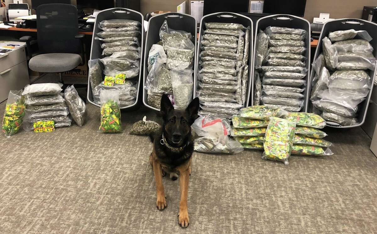 In total, Harris County Precinct 8 K-9 Evo sniffed out 228 pounds of marijuana, 70 pounds of THC gummies, four firearms and $42,625 in cash during a traffic stop along I-45.