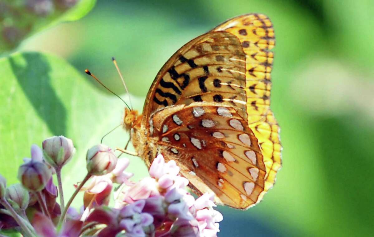 A Great Spangled Fritillary feasts upon the nectar of a flower at Audubon Greenwich during a previous annual Butterfly Count event. The center is inviting visitors to become a community scientist once again by participating in a nationwide census of North American butterflies July 6.