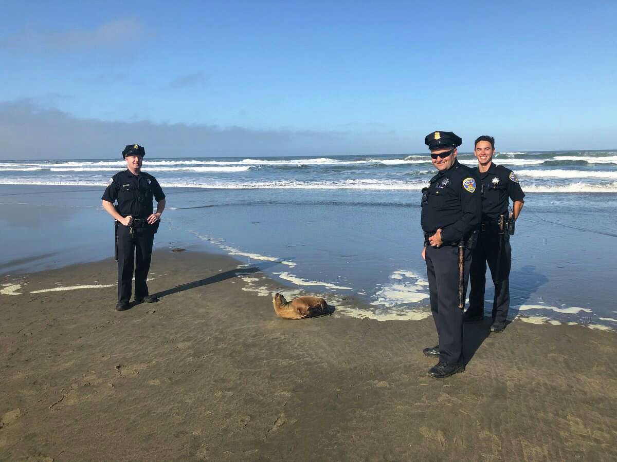Police responded to reports of a sickly sea lion at Ocean Beach on Wednesday, July 3, 2019. Click through the gallery for more California animal stories.