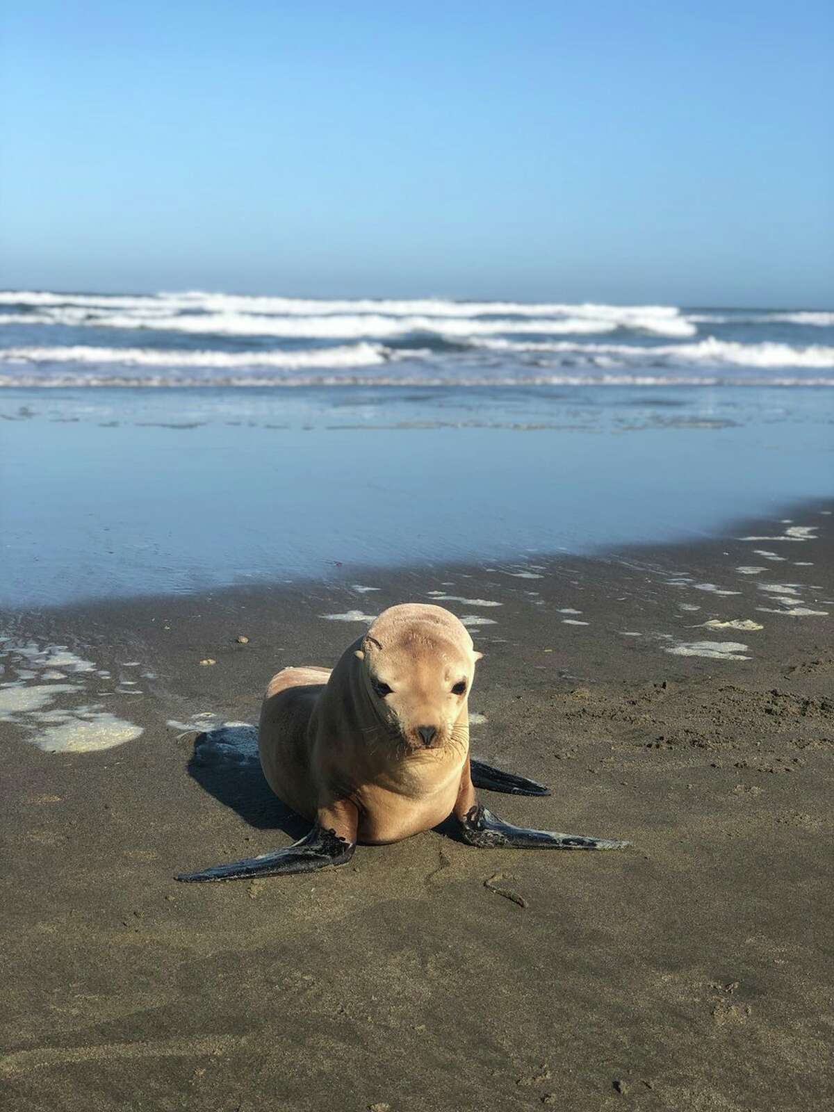 A sickly-looking sea lion was found alone at Ocean Beach on Wednesday, July 3, 2019.