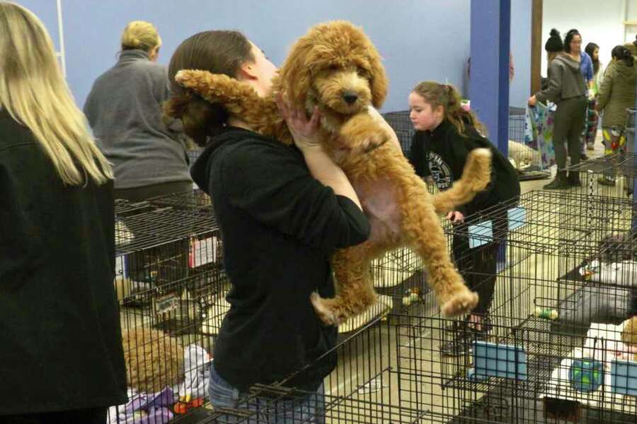 puppy love pet store