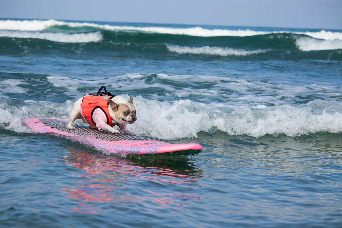 Cherie the surf dog catches a wave.