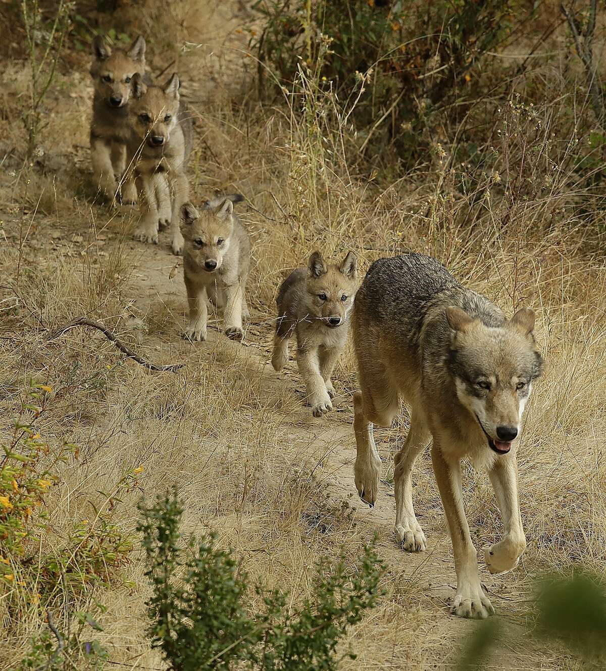 Sequoia, a male grey wolf, leads his four pups to explore their habitat at the Oakland Zoo in Oakland, Calif., Monday, July 1, 2019. The four new gray wolf pups have come out of their den at the Oakland Zoo. The pups were born on May 13. This month, the 6-week-old pups have started to explore the two-acre habitat. (AP Photo/Ben Margot)
