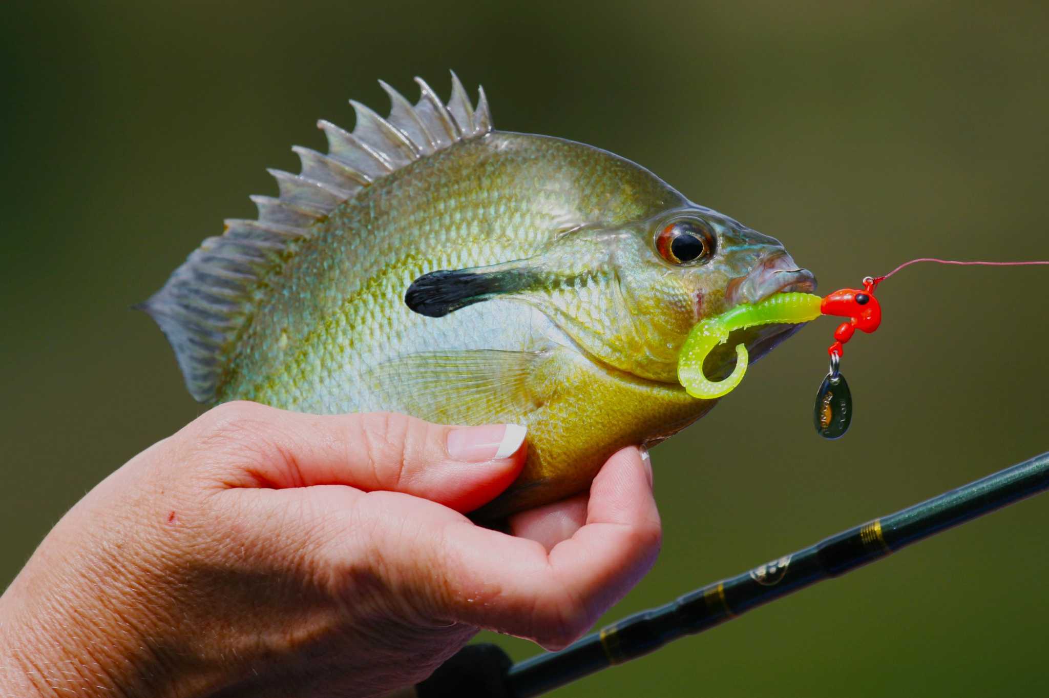 best bait for sunfish
