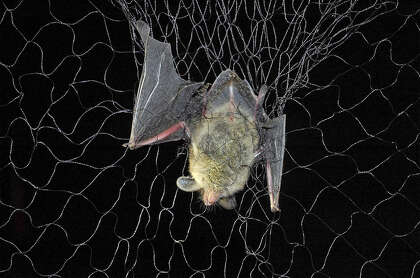 A Deadly Fungus Is Killing Millions Of Bats In The Us Now It S In
