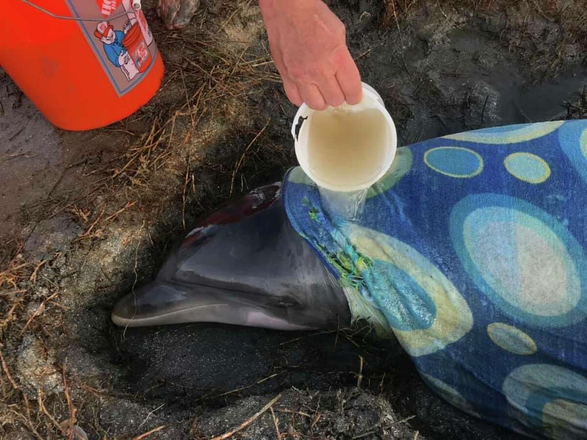 A dolphin that was found stranded on a Texas beach last week died, despite rescuers' best efforts to help the animal recover from an unspecified illness.