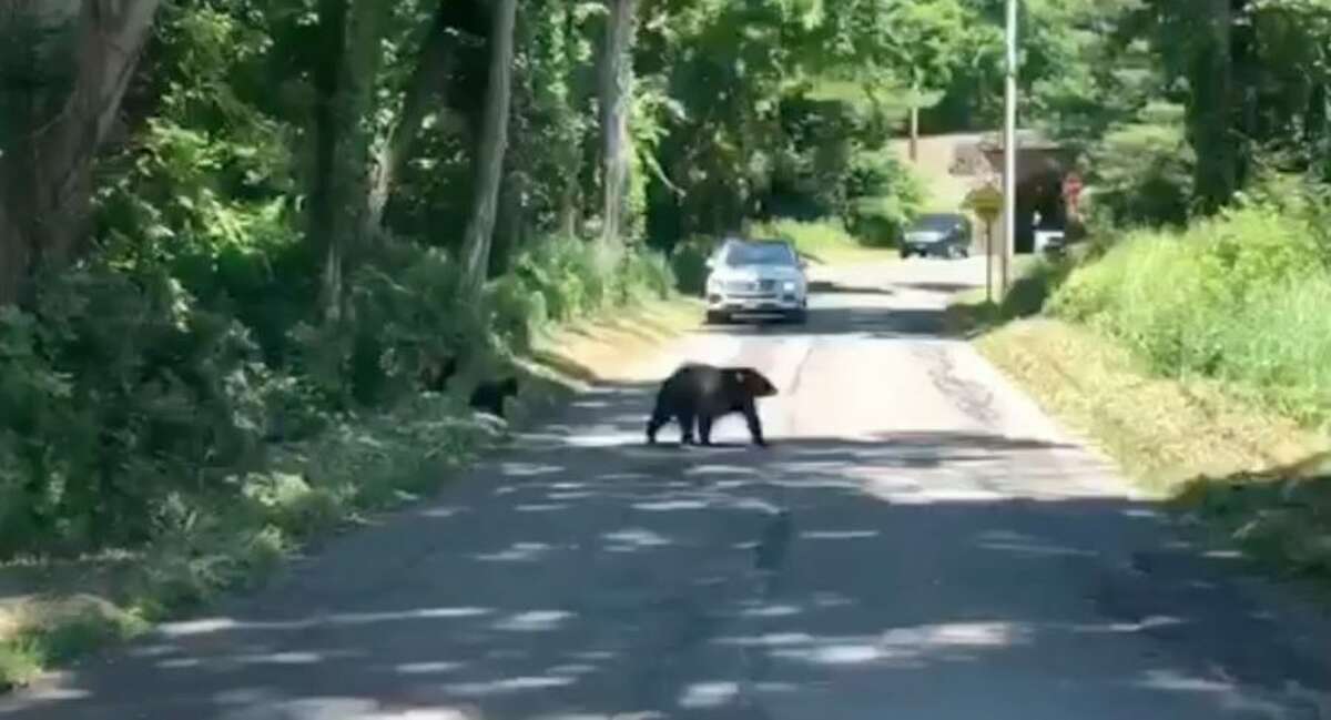 A bear sow was recorded crossing Simpaug Turnpike with her cubs Wednesday morning. - Brendan Gundersen/Contributed video