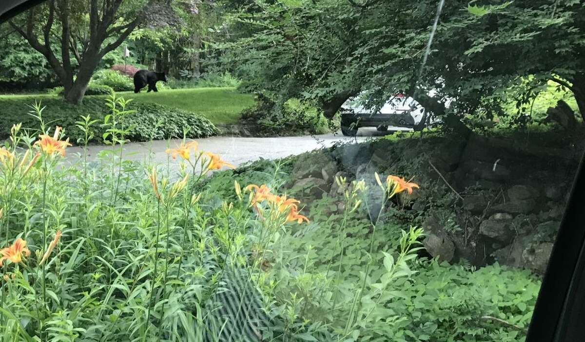 Ridgefield resident Ainsleigh Brezac took this photo of a bear on the move on Bennetts Farm Road near Knollwood Drive around 11:15 a.m. Sunday, June 30.