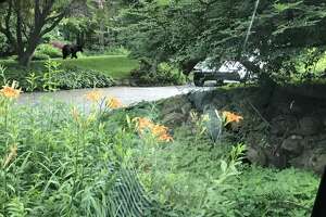 Bear spotted on Bennetts Farm Road (VIDEO)