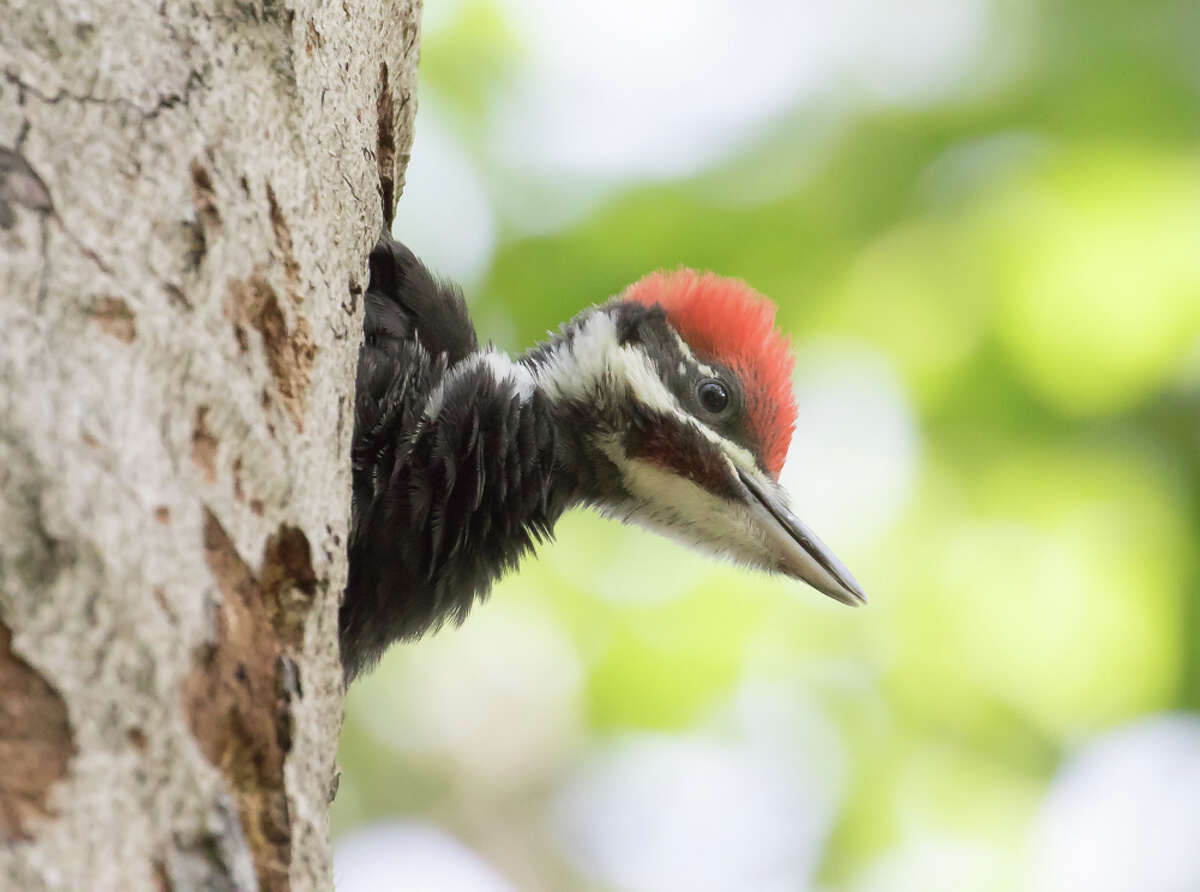 A baby male Pileated Woodpecker emerges from a tree on Old Sib Road Saturday, June 15. The bird "looks almost ready to discover the world," commented photographer Allan Welby. Welby has now joined the town's Conservation Commission.