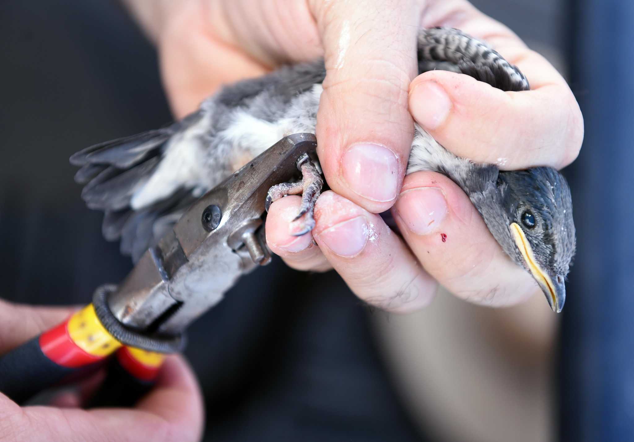Bird banding helps track CT’s purple martins