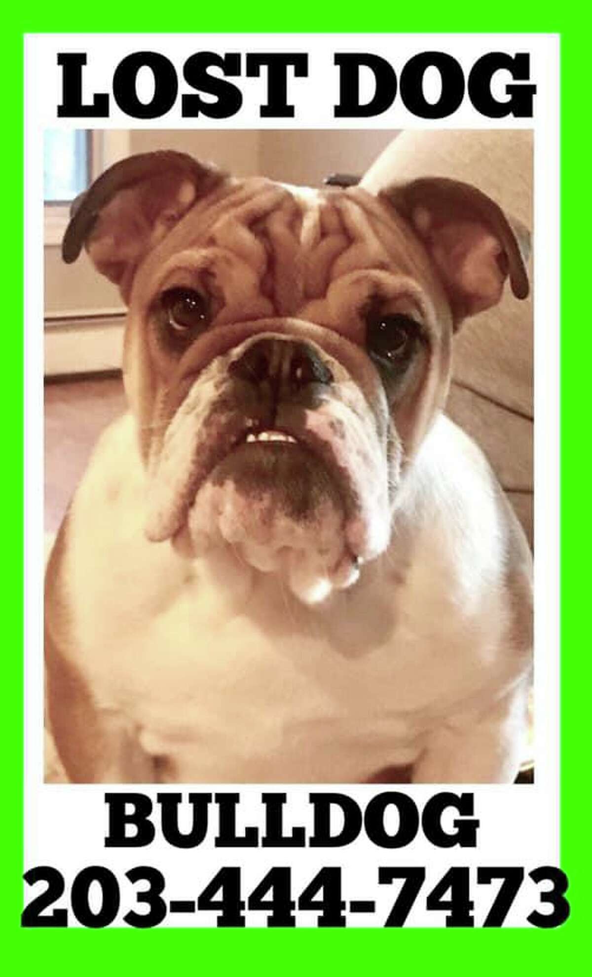 This poster is on social media and poles throughout Shelton as the Artes family searches for their dog, Charlie, who has been lost since July 3.