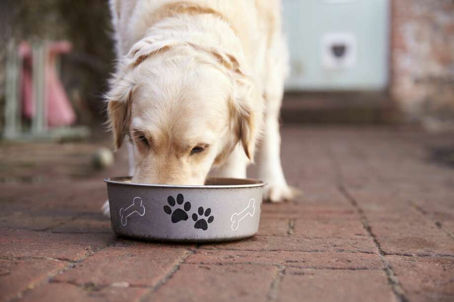 New Haven Residents Suspect Their Dogs Are Being Poisoned