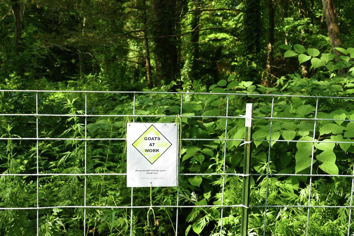 Five goats arrived in Irwin Park in New Canaan on Wednesday, July 10, 2019 to eat the invasive knotweed. The plant has large leaves and red stems and can be seen behind the sign.