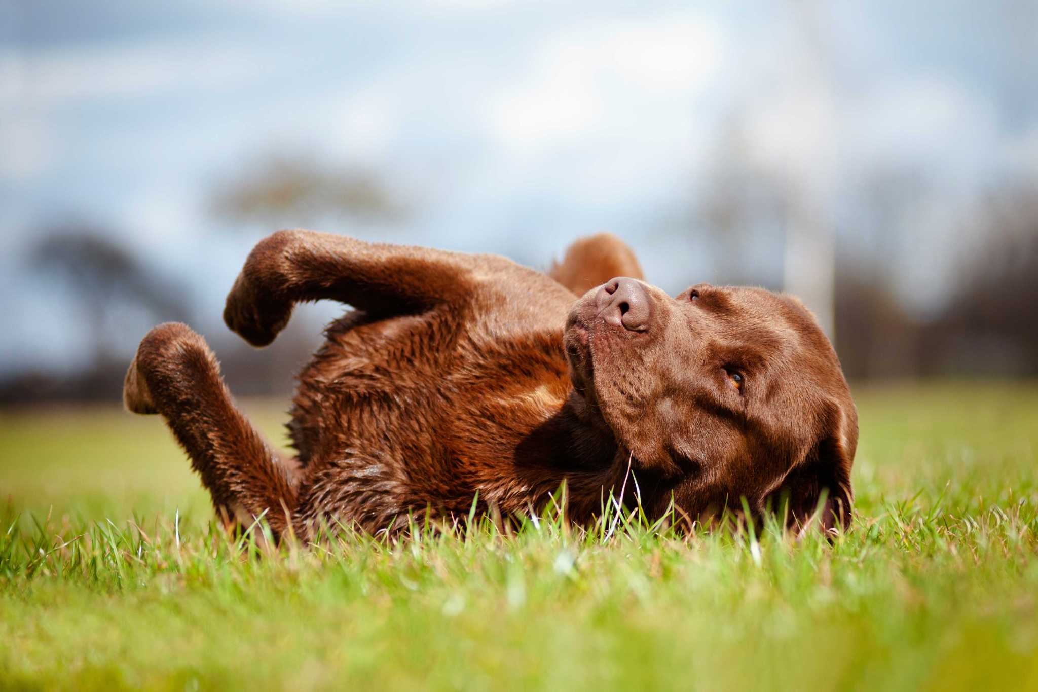 What to do when your dog rolls in disgusting stuff
