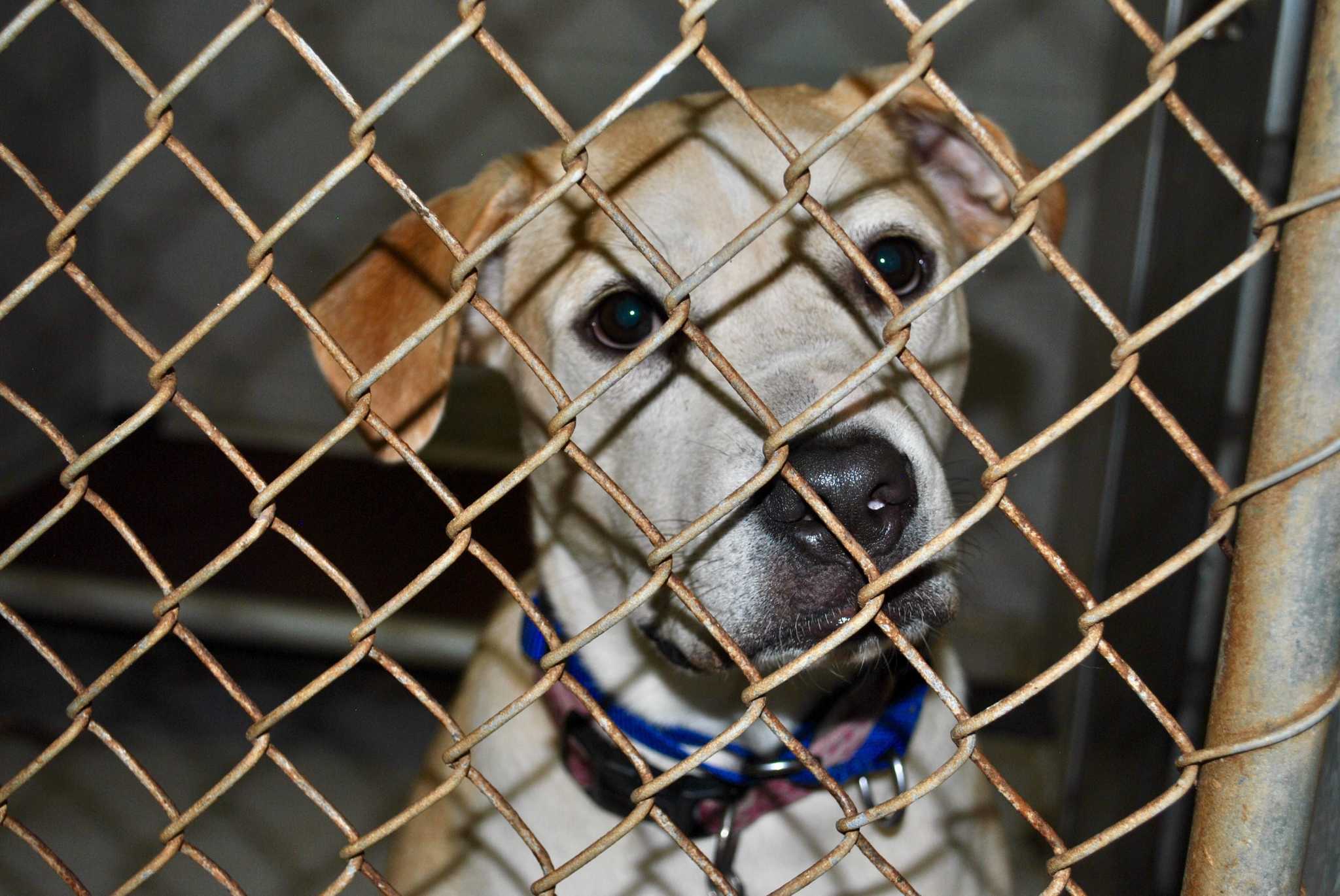 paws and claws adoption center