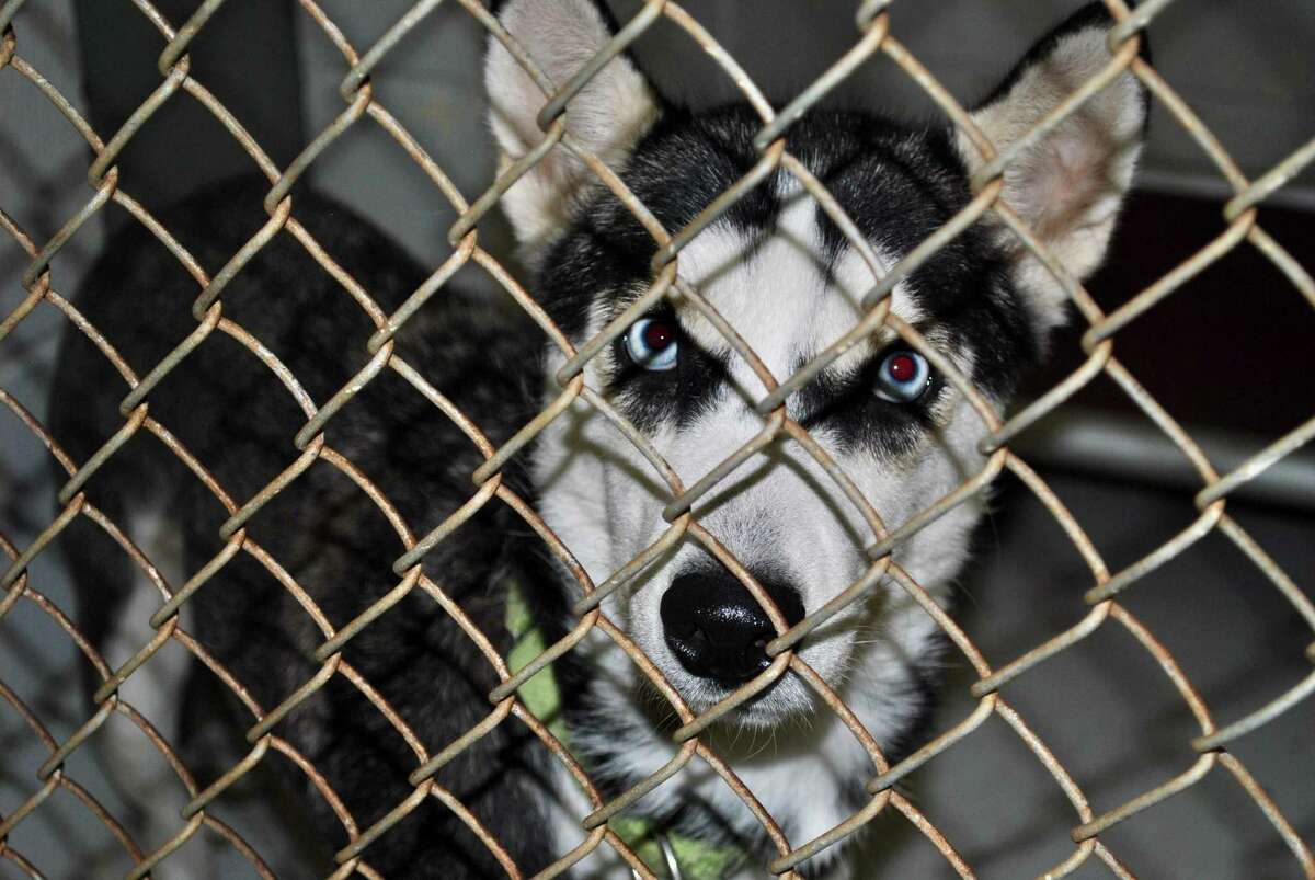 claws adoption center