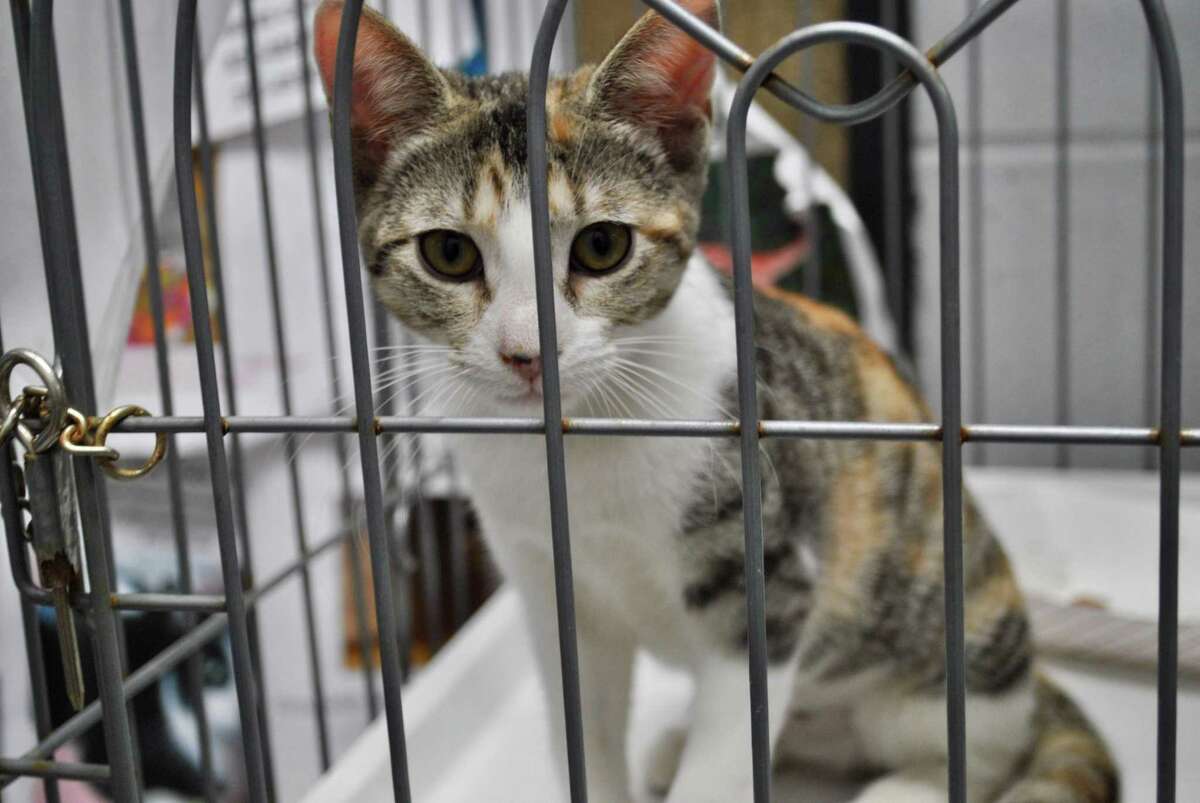 paws and claws adoption center