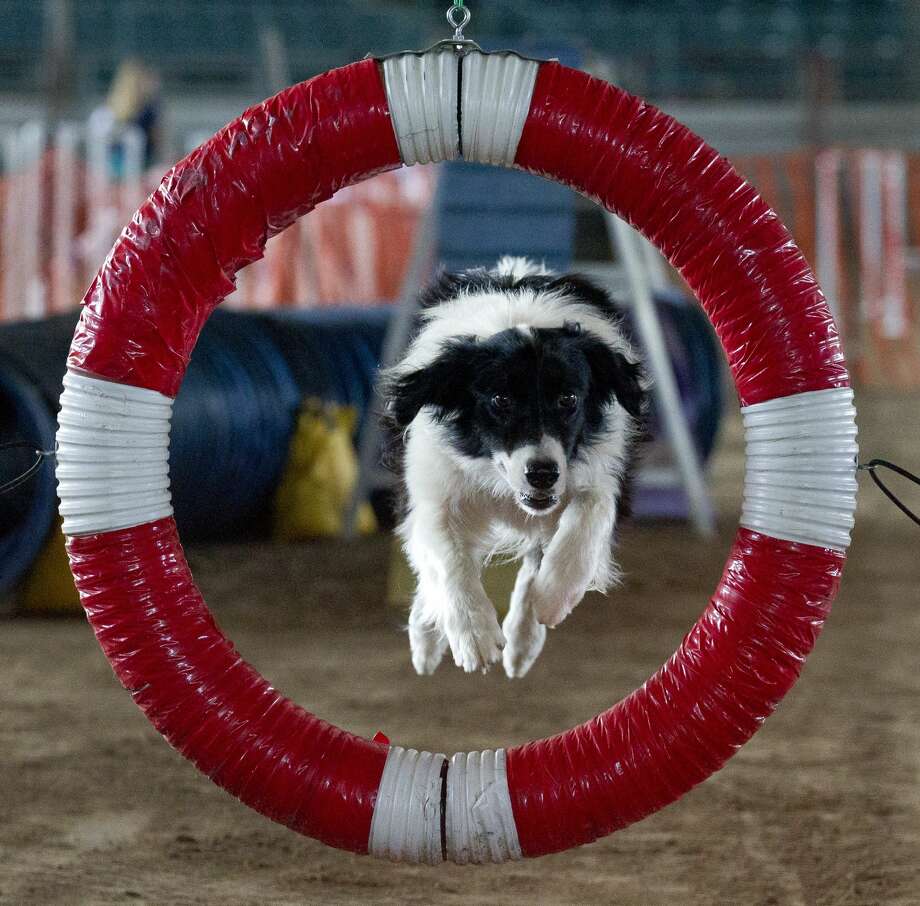 Texas 4H Dog Show The Courier