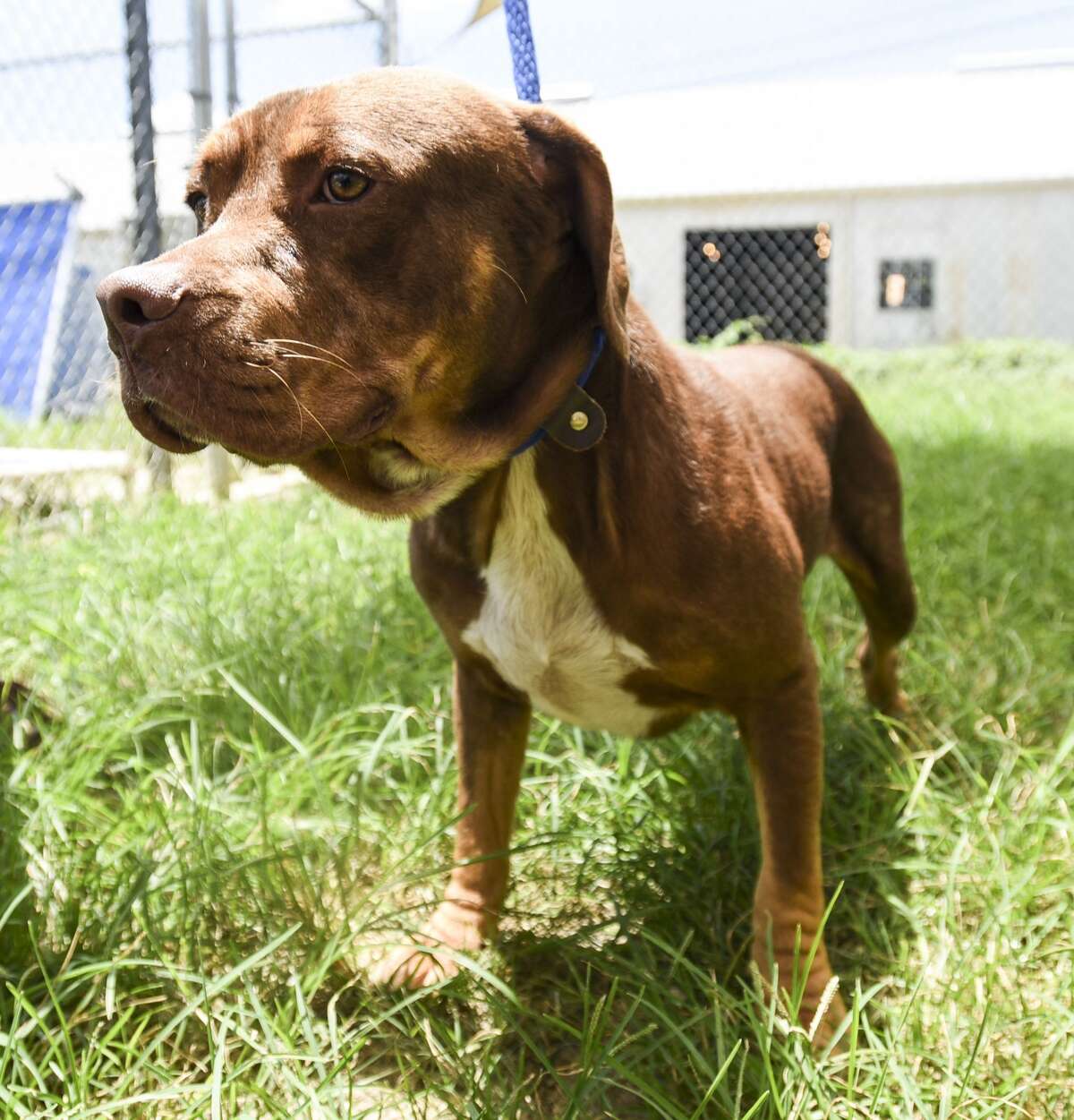 Photos Extended stay dogs of the Beaumont Animal Shelter