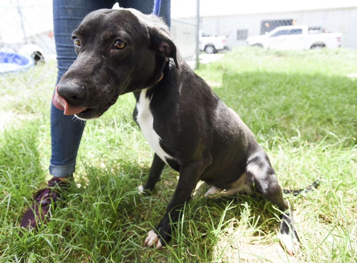 Photos Extended stay dogs of the Beaumont Animal Shelter