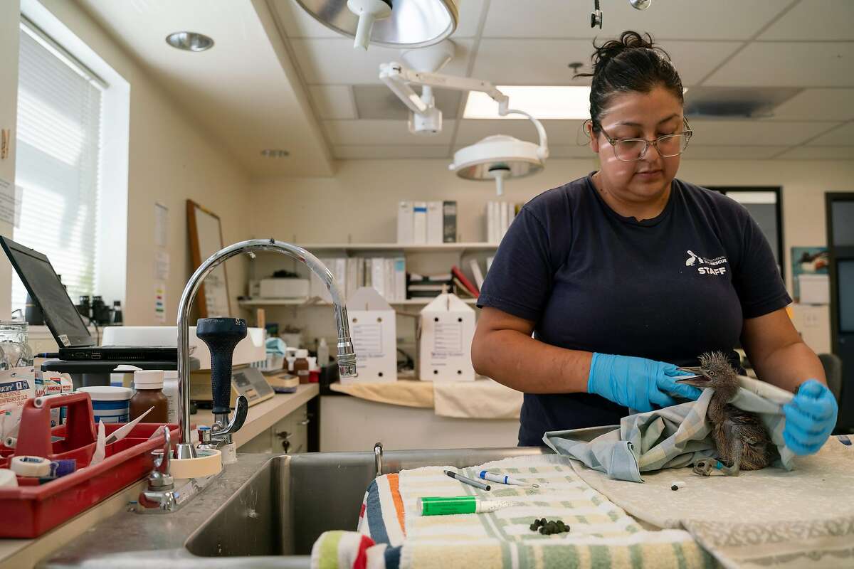 Center manager, Isabel Luevano, evaluates a two-week-old black-crowned night heron for injuries at the International Bird Rescue center in Fairfield, Calif., on Friday, July 12, 2019. The center has rescued over 40 birds that fell from a collapsed tree in Oakland and is expecting to receive more throughout the day.