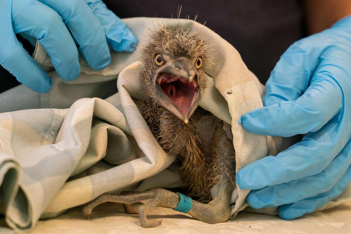 A two-week-old black-crowned night heron is evaluated for injuries at the International Bird Rescue center in Fairfield, Calif., on Friday, July 12, 2019. All three of the black-crowned night herons evaluated were in good health with no injuries.