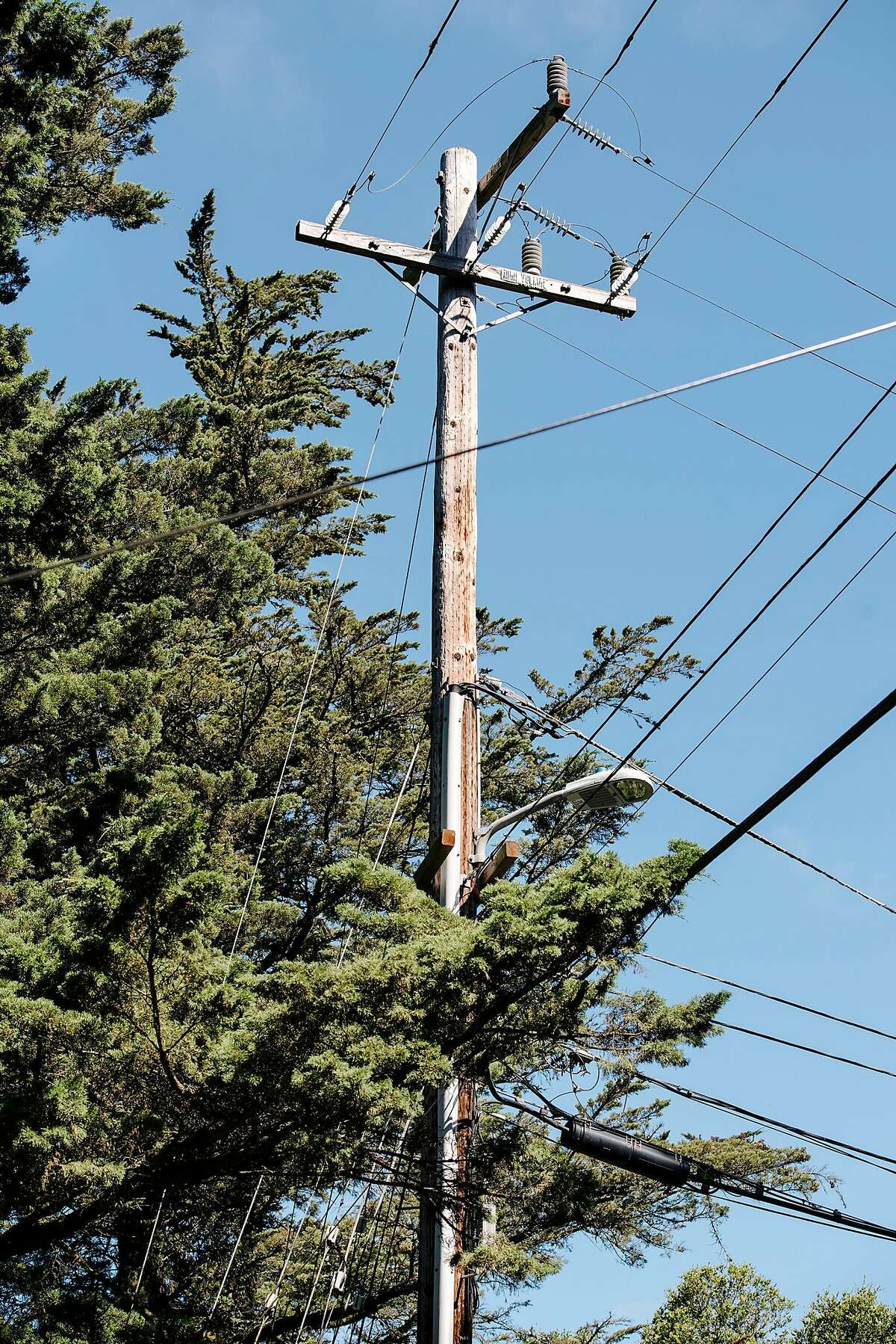 A power pole stands next to trees as work crews from Mowbray's Tree Service, contracted by PG&E to handle vegetation management, prepare to trim back trees along Skyline Blvd. in Oakland, CA on June 26th, 2019.