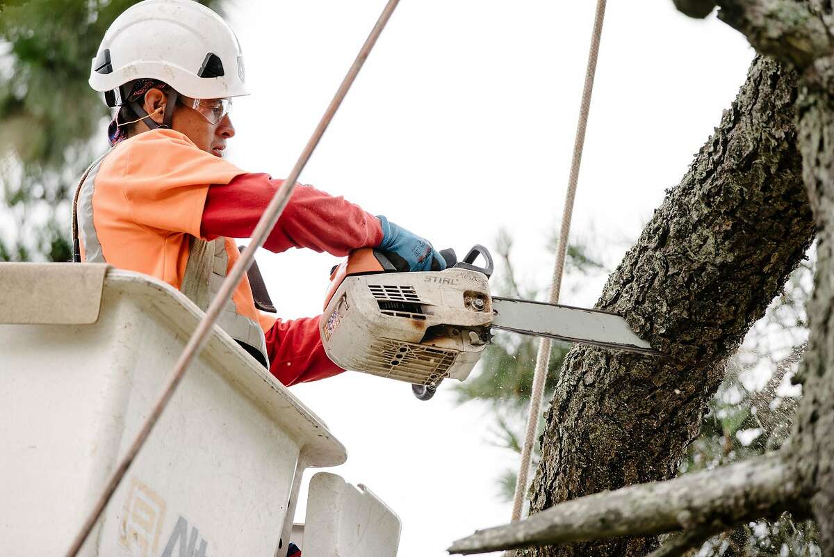 Jose Villeda with Mowbray's Tree Service, contracted by PG&E to handle vegetation management, cuts limbs from a tree that is being removed along Skyline Blvd. in Oakland, CA on June 26th, 2019.