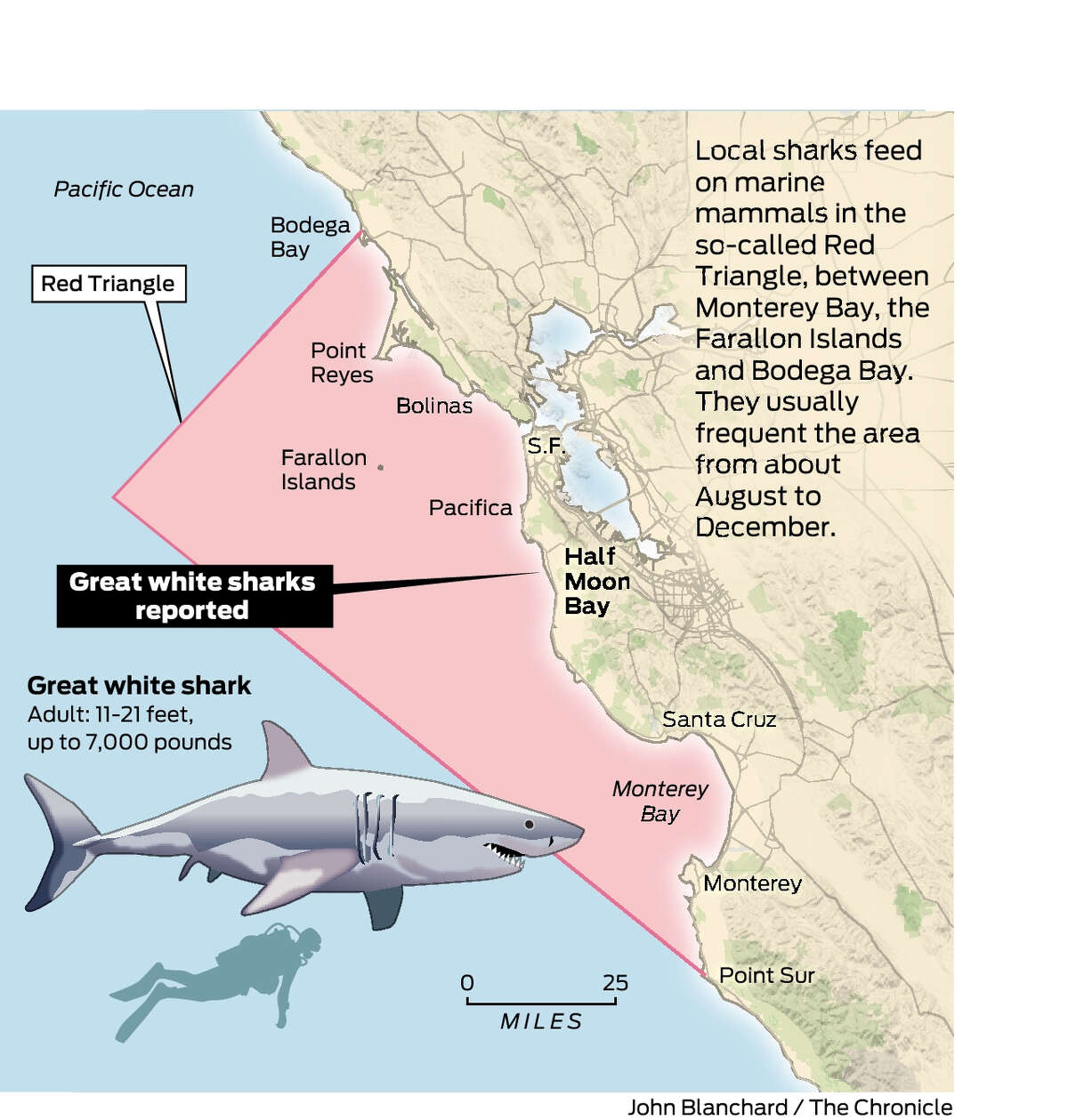 Great white sharks spotted near Half Moon Bay