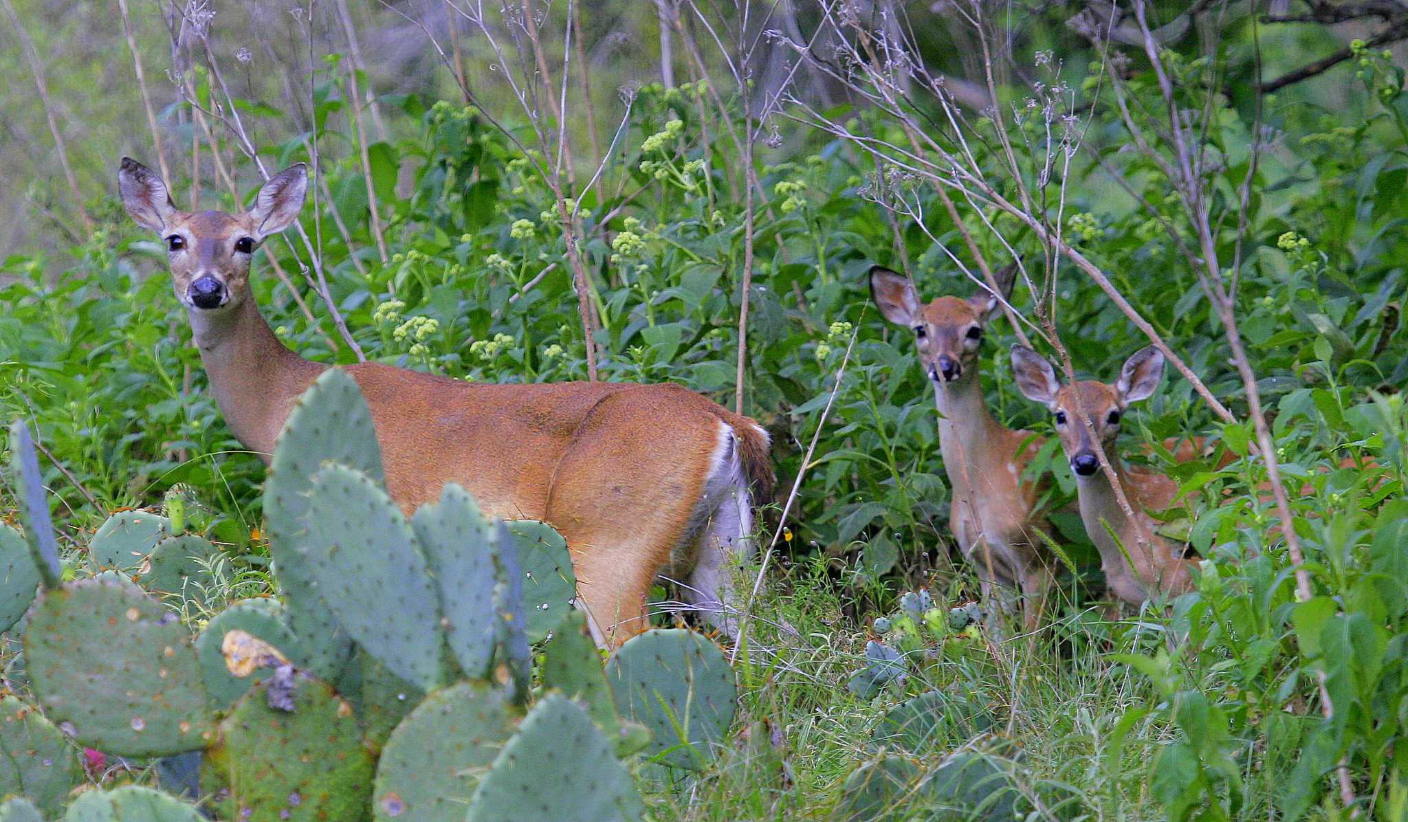 Rains fuel boom year for Texas whitetail deer