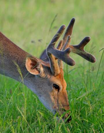 Leafy Antlers Of Autumn