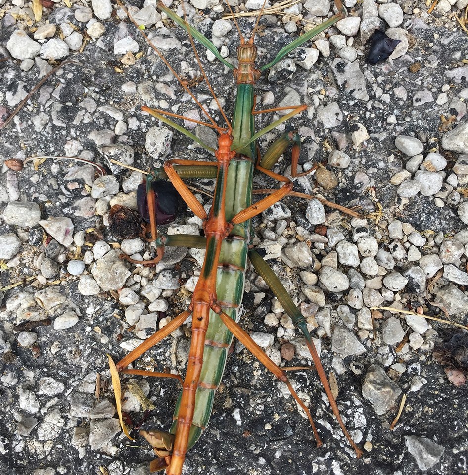 Photo captures 'Texassized' walking stick in state park Houston