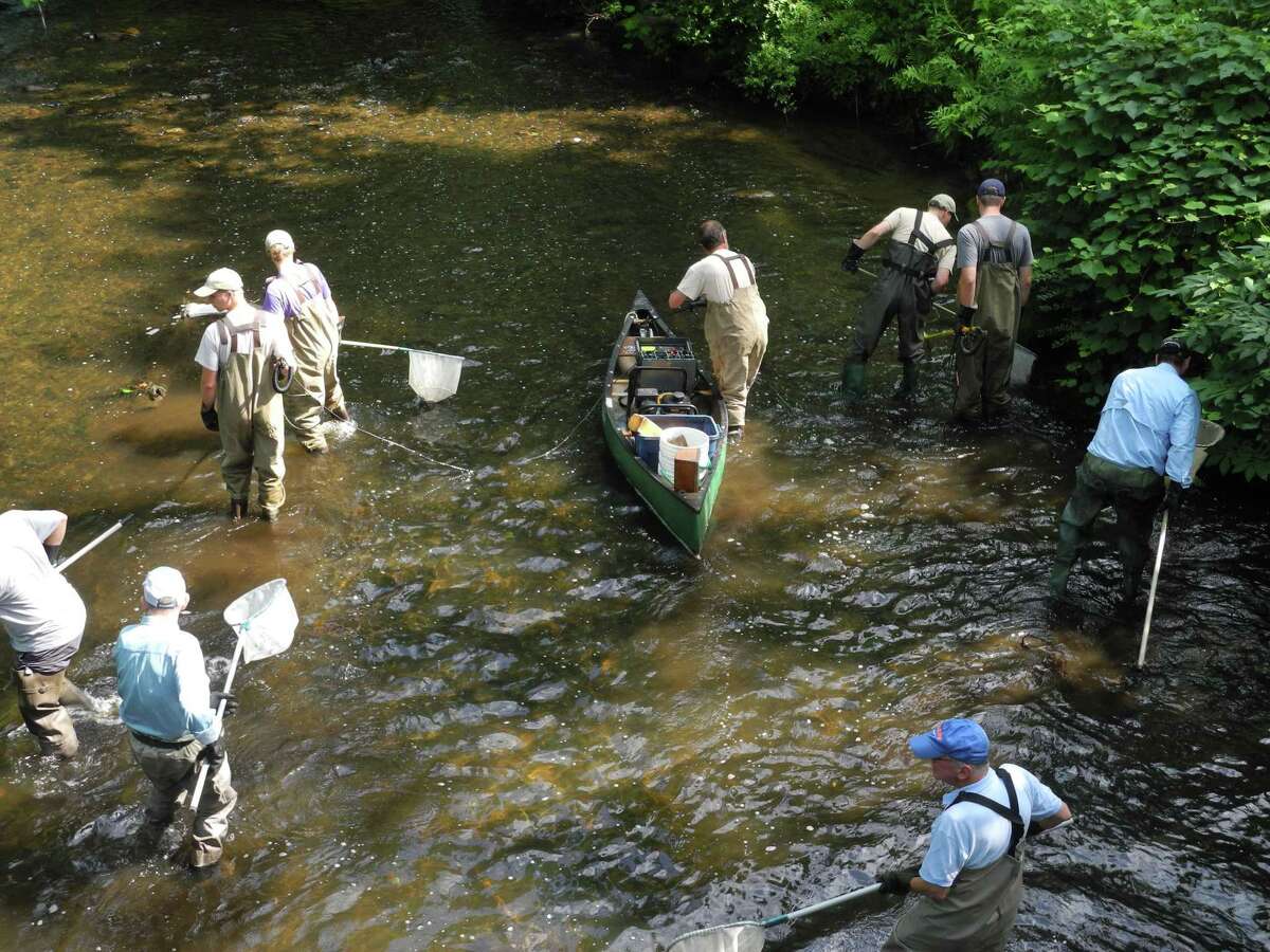 Members of Trout Unlimited and state DEEP employees conducted a fish census in July.