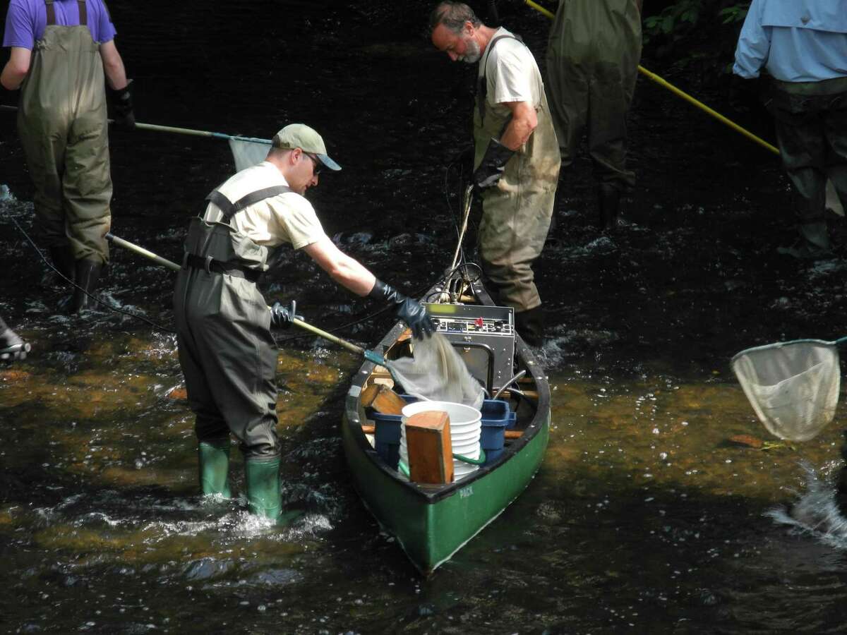 Fish are dropped into a bucket on the Norwalk River in Wilton on July 12.
