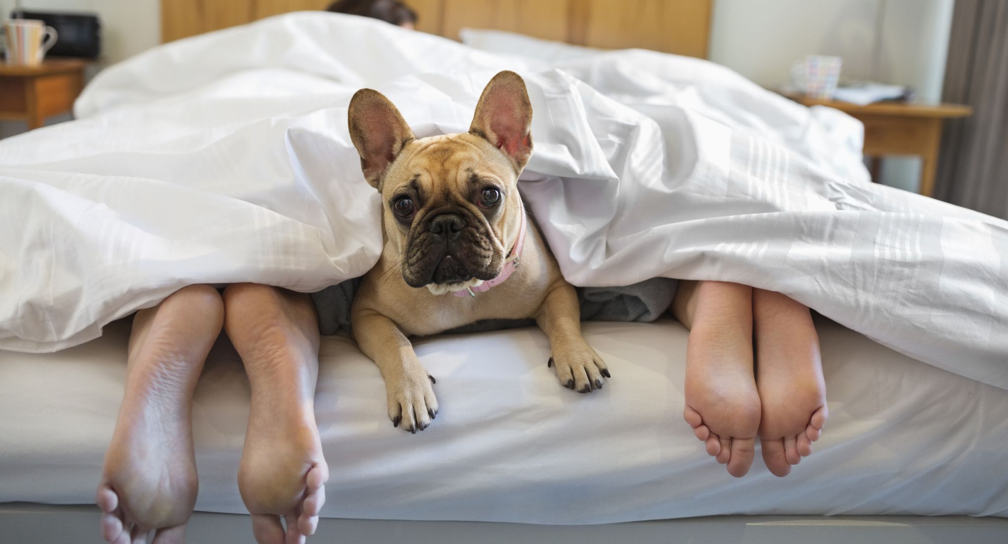 Dear Abby:&nbsp;Roommates get snippy over canine care