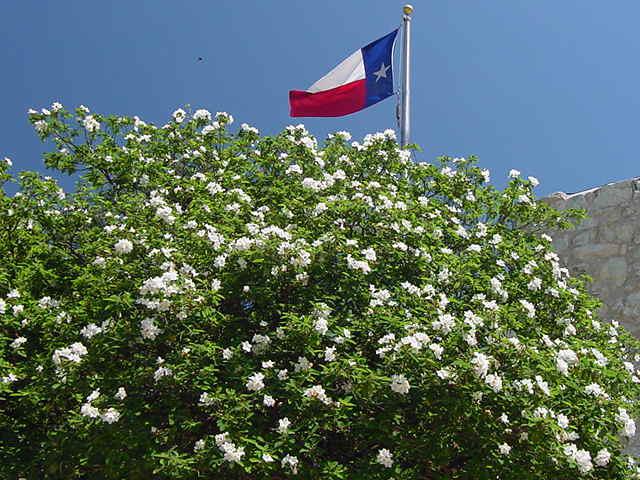 11 small Texas native trees for your San Antonio landscape