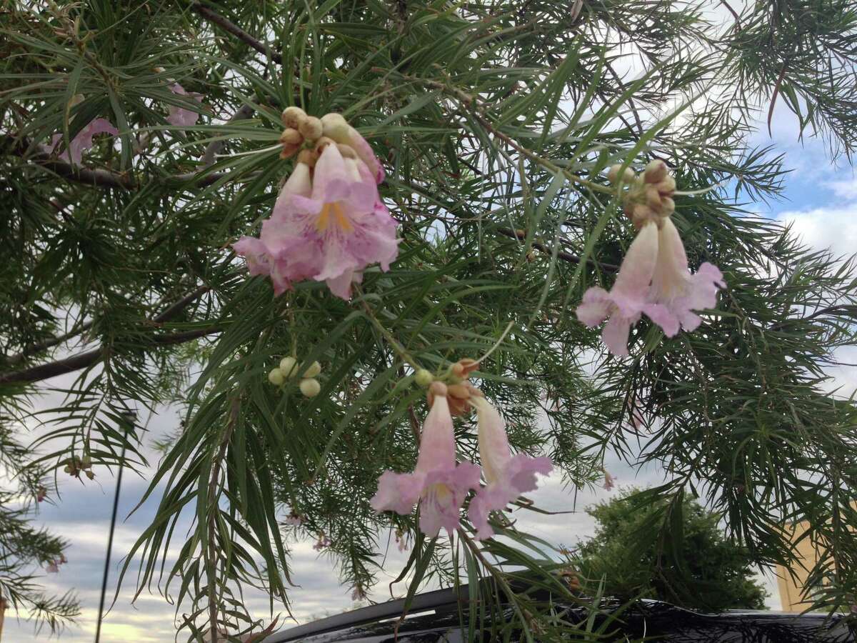 11 Small Texas Native Trees For Your San Antonio Landscape