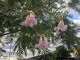 11 small Texas native trees for your San Antonio landscape