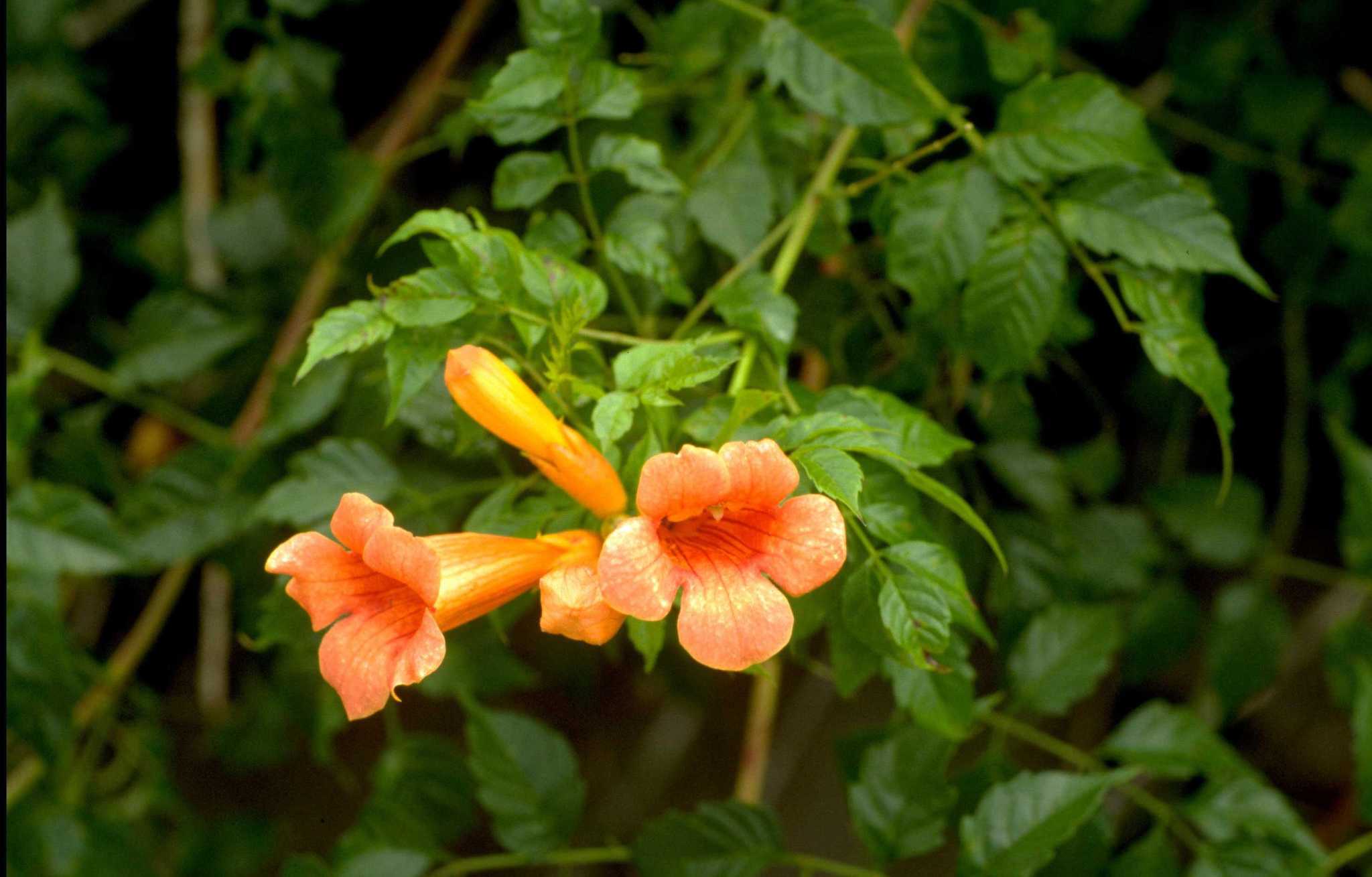Getting rid of trumpet vine may require bribery