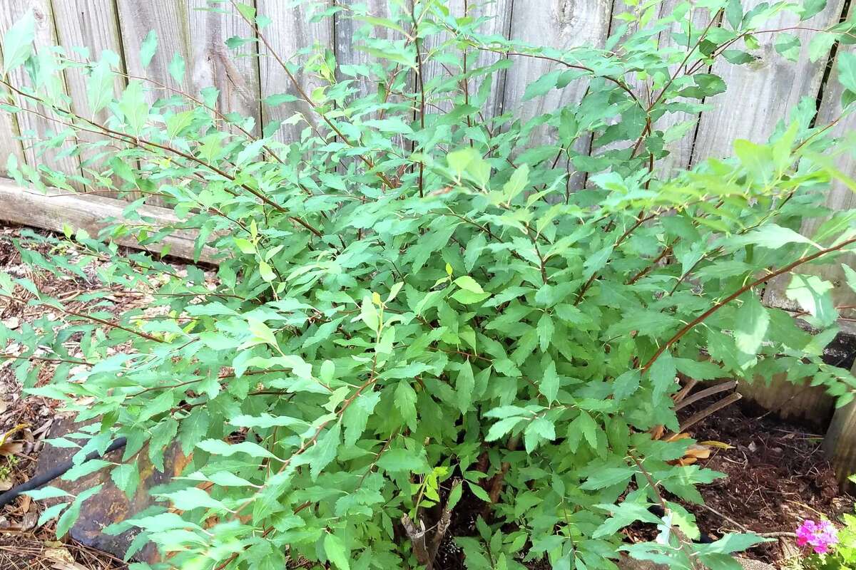 Getting rid of trumpet vine may require bribery