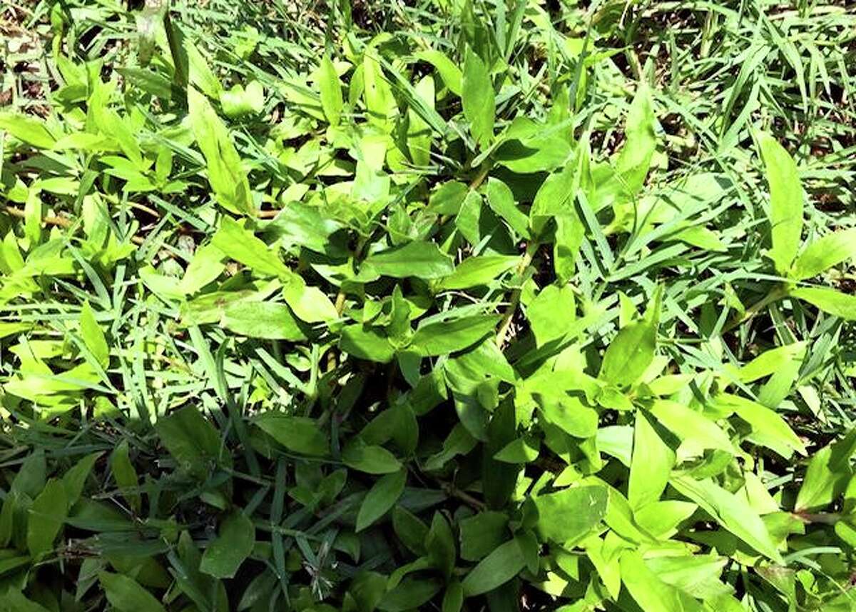 Getting rid of trumpet vine may require bribery