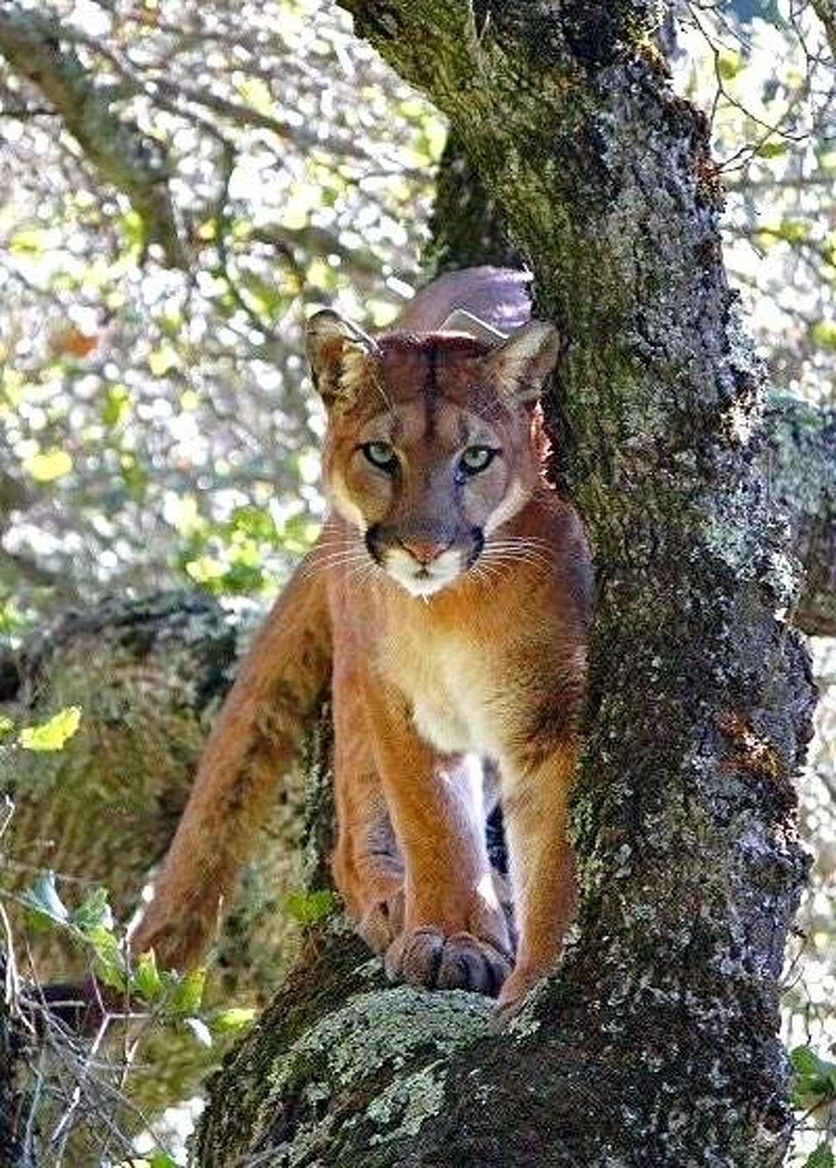 This mountain lion was caught on camera during the UC Santa Cruz study showing the level of fear predators display when human voices are heard in the area.